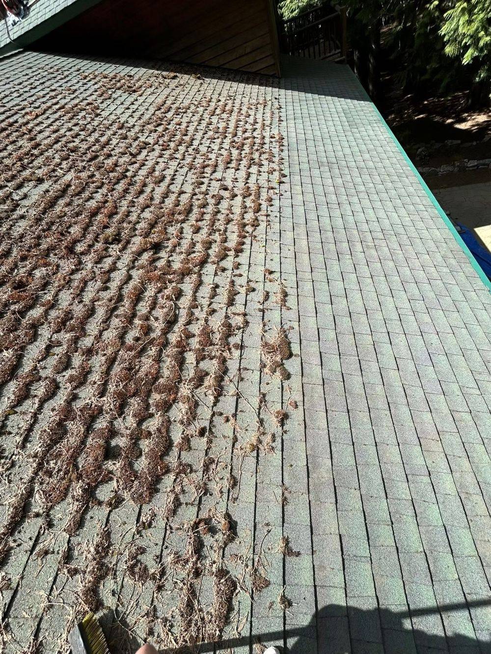 Heavy moss growth on an asphalt shingle roof before cleaning by Rocky Mountain Home Services